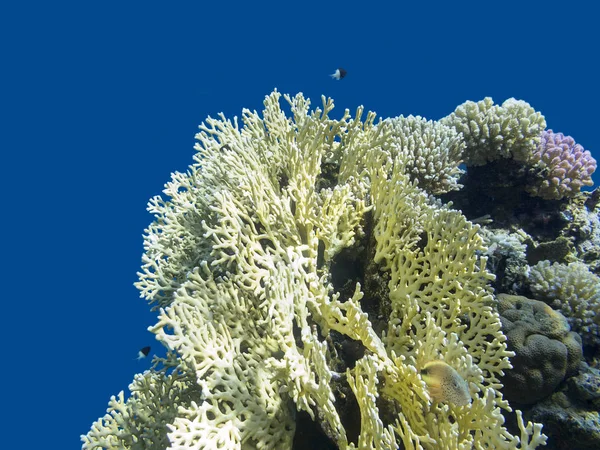 Красочные Коралловые Рифы Дне Тропического Моря Большие Желтые Огненные Кораллы — стоковое фото