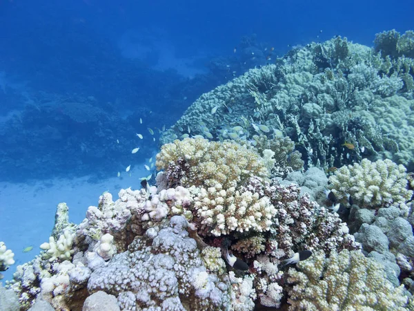 Πολύχρωμο Κοραλλιογενή Ύφαλο Στον Πυθμένα Της Τροπικής Θάλασσας Υποβρύχιο Τοπίο — Φωτογραφία Αρχείου