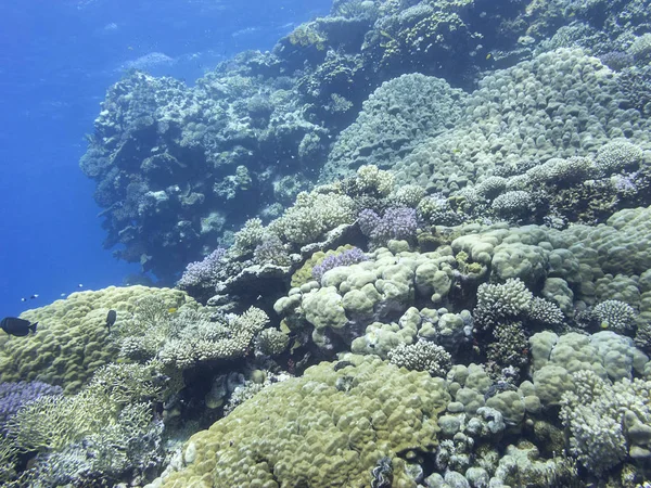 Bunte Korallenriffe Grund Des Tropischen Meeres Steinkorallen Unterwasserlandschaft — Stockfoto