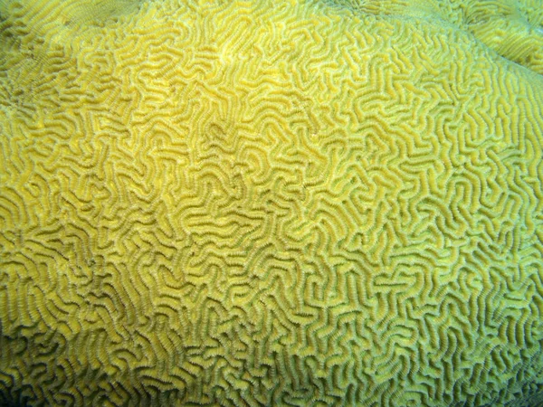 Kleurrijke Koraal Rif Bodem Van Tropische Zee Grote Hersenen Koraal — Stockfoto