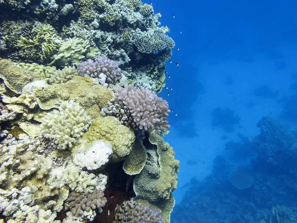 Красочный Коралловый Риф Дне Тропического Моря Твердые Кораллы Подводный Пейзаж — стоковое фото