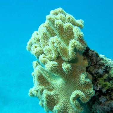 Mercan resif büyük sarı mantar deri mercan alt tropikal deniz, sualtı manzara ile