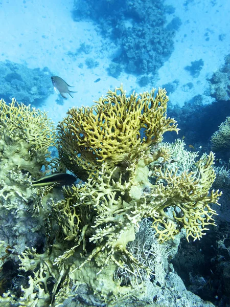 Красочный Коралловый Риф Дне Тропического Моря Подводный Пейзаж — стоковое фото