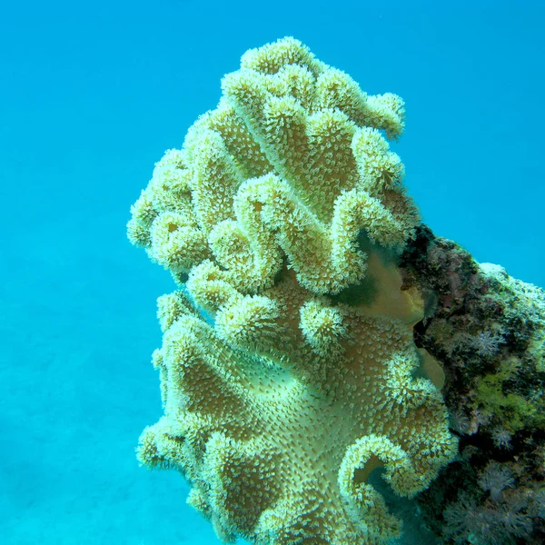 熱帯の海 水中風景の下部にサンゴ素晴らしいの黄色キノコ革とサンゴ礁 — ストック写真