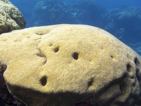 Barevné Korálové Útesy Dolní Části Tropické Moře Velký Mozek Coral — Stock fotografie