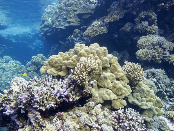 热带海底五颜六色的珊瑚礁 水下景观 — 图库照片