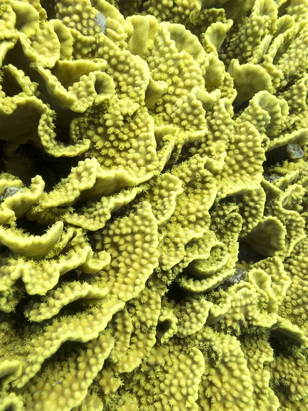 热带海底五颜六色的珊瑚礁 黄色的小白沙珊瑚 水下景观 — 图库照片