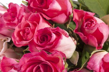 Bir buket pembe gül, yaklaşın..