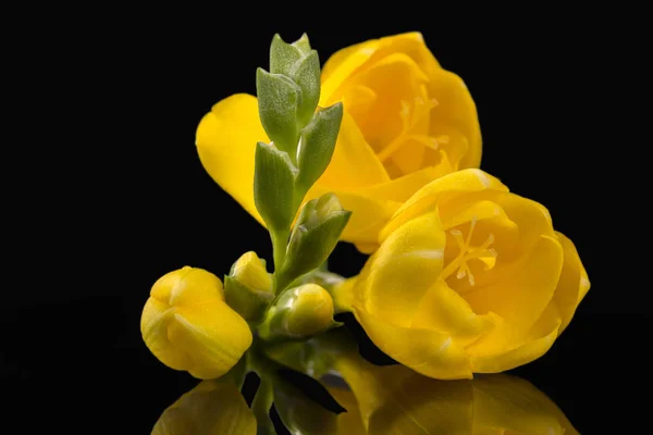黒の背景 反射に分離された美しい黄色のフリージアの花 — ストック写真