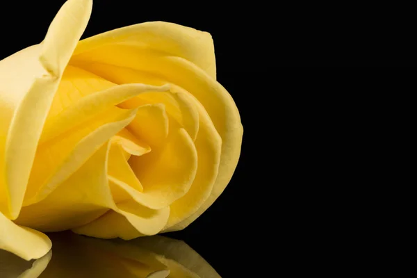 Single Yellow Rose Isolated Black Background Place Text Close — Stock Photo, Image