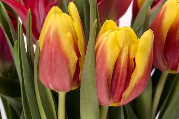 Strauß Frühlingsblumen Tulpen Gelb Und Rot Nahaufnahme — Stockfoto