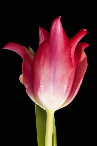 Enkele Voorjaar Bloem Voor Rode Tulip Geïsoleerd Zwarte Achtergrond Close — Stockfoto