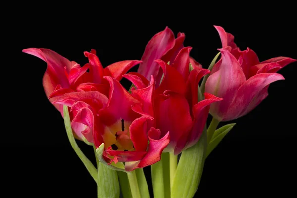 Strauß Frühlingsblumen Rote Tulpe Isoliert Auf Schwarzem Hintergrund Nahaufnahme — Stockfoto