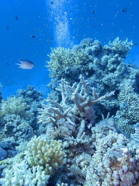 Tropikal denizin dibindeki renkli mercan resifi, sualtı manzarası.