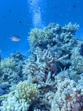 Colorful coral reef at the bottom of tropical sea, underwater landscape clipart