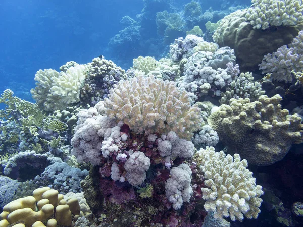 五颜六色的珊瑚礁在热带海底 许多类型的硬珊瑚 水下景观 — 图库照片