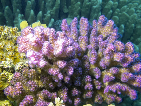 Récif Corallien Coloré Fond Mer Tropicale Beau Corail Acropora Rose — Photo