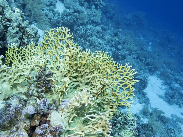 Barevný Korálový Útes Dně Tropického Moře Žlutý Ohnivý Korál Podvodní — Stock fotografie