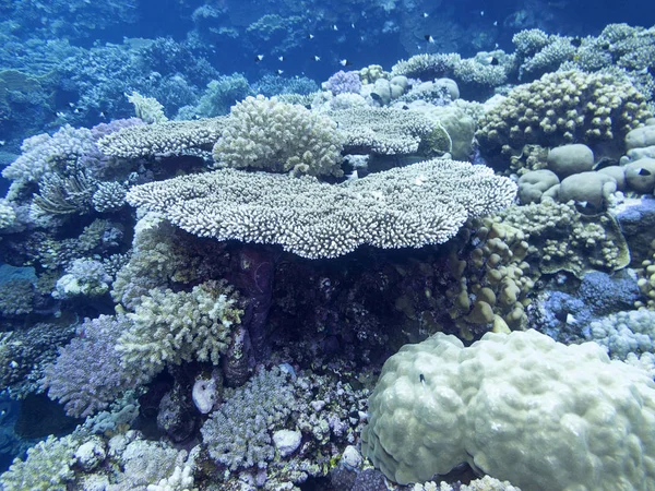 Colorido Arrecife Coral Fondo Del Mar Tropical Acropora Coral Duro — Foto de Stock