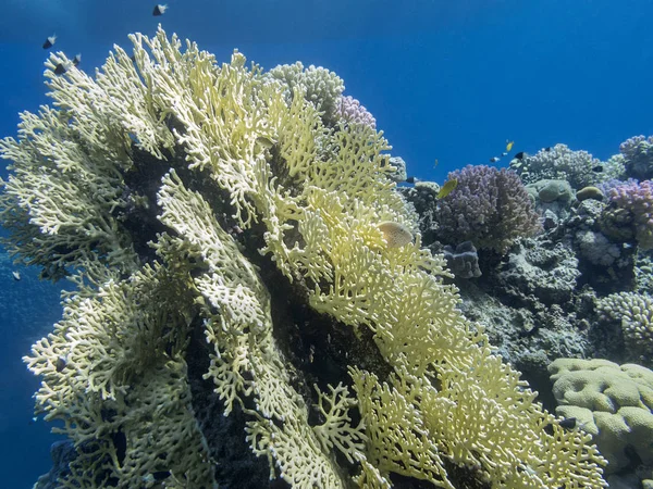 Красочные Коралловые Рифы Дне Тропического Моря Большие Желтые Огненные Кораллы — стоковое фото