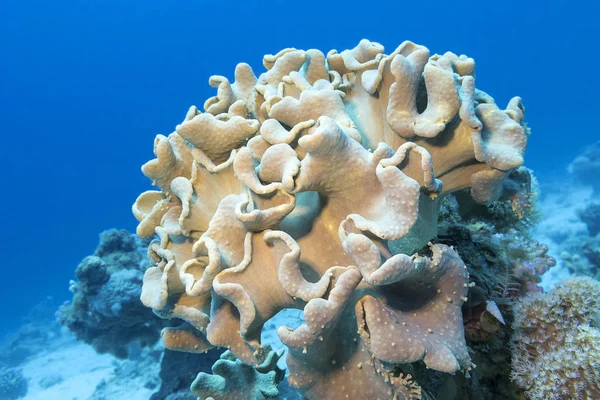 Farbenfrohe Korallenriffe Grund Des Tropischen Meeres Lederpilzkorallen Unterwasserlandschaft — Stockfoto