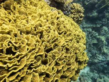 Colorful coral reef at the bottom of tropical sea, yellow Turbinaria coral, underwater landscape clipart