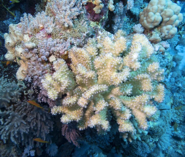 Kleurrijk Koraalrif Bodem Van Tropische Zee Onderwaterlandschap — Stockfoto