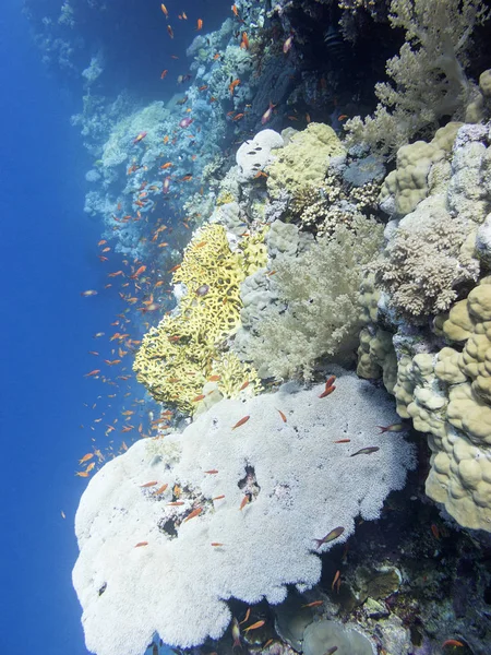 Barriera Corallina Colorata Sul Fondo Del Mare Tropicale Pesci Antitias — Foto Stock