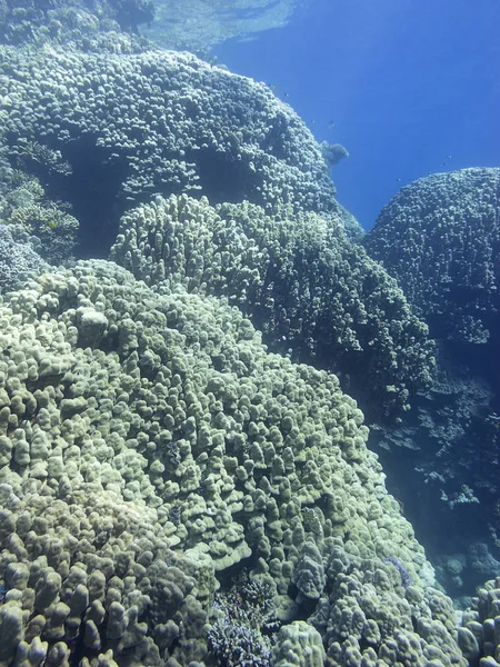 Farbenfrohe Korallenriffe Grund Des Tropischen Meeres Große Steinkorallen Unterwasserlandschaft — Stockfoto