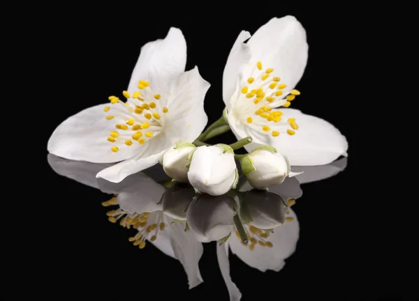黒の背景 鏡の反射に分離されたジャスミンの花 — ストック写真