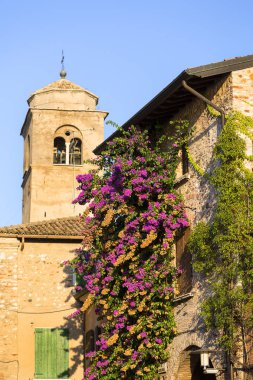 Çok renkli Bougainvillea çiçek, dikenli süs asma duvardaki binanın, Malcesine, İtalya