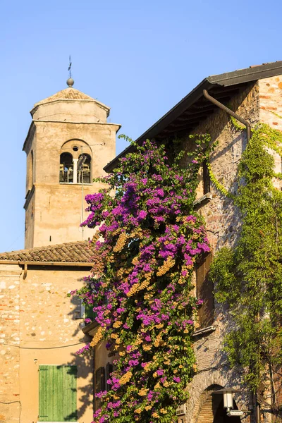 Çok renkli Bougainvillea çiçek, dikenli süs asma duvardaki binanın, Malcesine, İtalya