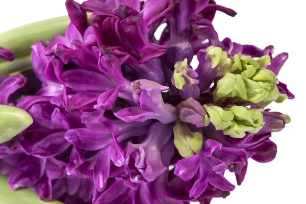 Spring Flower Hyacinth Magenta Color White Background Close — Stock Photo, Image