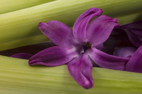 Άνοιξη Λουλούδι Του Υάκινθου Χρώμα Ματζέντα Κοντινό Πλάνο — Φωτογραφία Αρχείου