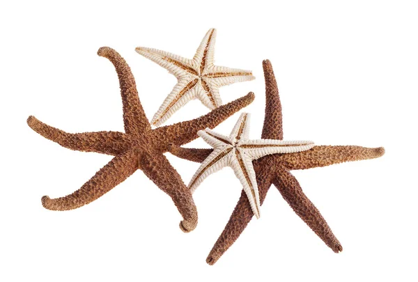 Estrelas Marinhas Secas Isoladas Fundo Branco Perto — Fotografia de Stock