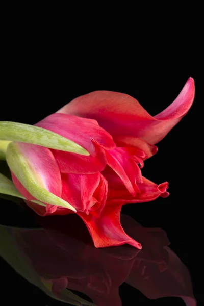 Flor Primavera Única Tulipán Rojo Aislado Sobre Fondo Negro Reflejo — Foto de Stock