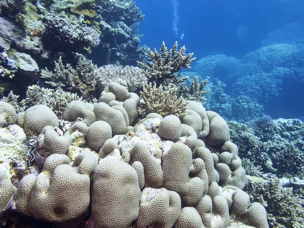 Barevný korálový útes na dně tropického moře, podvodní krajina — Stock fotografie
