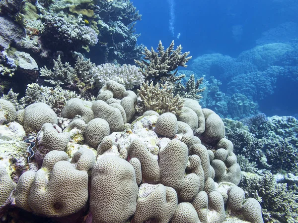 Colorful coral reef at the bottom of tropical sea, underwater landscape — Stock Photo, Image