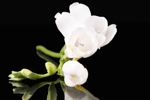黒の背景に分離された美しい白いフリージアの花, — ストック写真