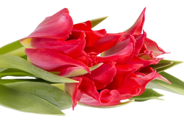 Букет весеннего цветка красный тюльпан изолирован на черном фоне , — стоковое фото