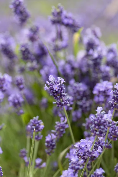 Lavender flowers blooming in the garden, beautiful lavender fiel — Stock Photo, Image