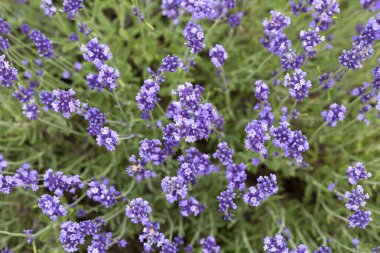 Lavanta çiçekleri Bahçe, güzel lavanta alanında çiçeklenme