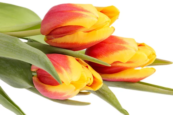 Strauß Frühlingsblumen gelb - rote Tulpen isoliert auf weißem Hintergrund — Stockfoto