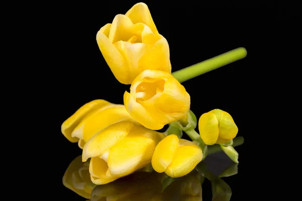 在黑色背景上分离的美丽的黄色弗赖西亚花 — 图库照片