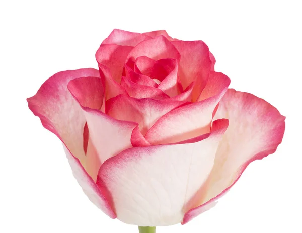 Enkele bloem van Rose geïsoleerd op zwarte achtergrond, close-up. — Stockfoto