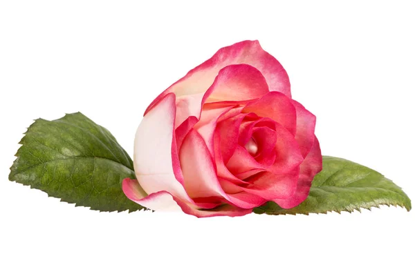 Einzelblüte der Rose isoliert auf schwarzem Hintergrund, Nahaufnahme. — Stockfoto