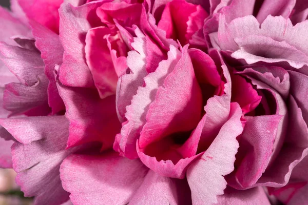 Hintergrund aus Nelkenblüte (Dianthus), zarten Blütenblättern — Stockfoto