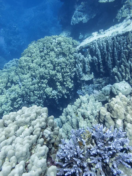 Barriera corallina colorata in fondo al mare tropicale, subacquea la — Foto Stock