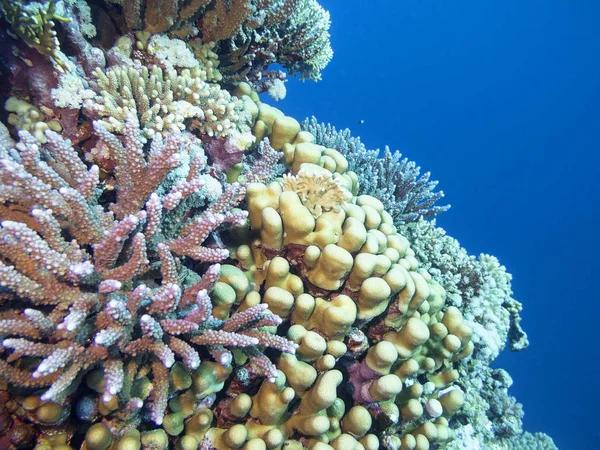 Recifes de corais coloridos no fundo do mar tropical, paisagem subaquática — Fotografia de Stock