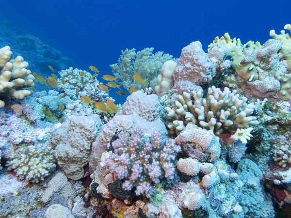 Bunte Korallenriffe am Grund des tropischen Meeres, Unterwasserlandschaft — Stockfoto